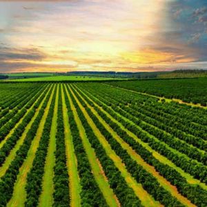 As regras do CNJ para a recuperação judicial no agronegócio