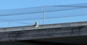 Supermarket blasted after 'wicked' bird netting traps gull in midday sun