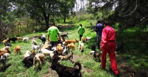 Fundación Haghenbeck: el tufo de la complicidad