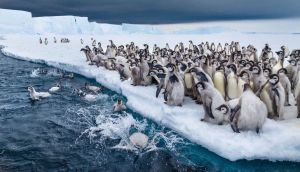 Emperor penguins on verge of extinction: ‘A grim story shaped by climate change’