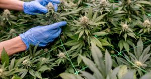 Stoppt die ideologische Blockadehaltung in der Cannabispolitik