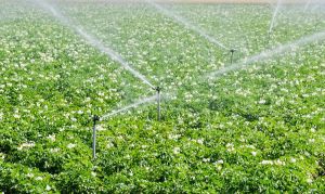 LETTERS: P.E.I. residents concerned about water and affordability