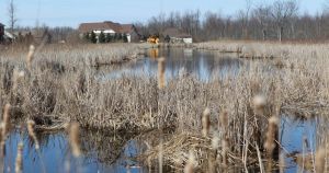 My View: Spring peepers are part of the joy of living in the country