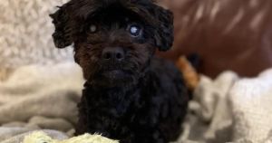 Blind miniature poodle looking for 'very special home' in Norfolk