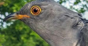Cuckoo breaks migration record after epic return from Africa