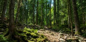 Les paysages sonores : un patrimoine naturel méconnu