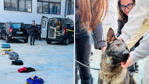 Isis De Nicola a Napoli, i cani anti droga a scuola: ma è una simulazione