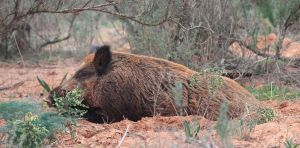 ¿Cómo avanza la guerra contra la peste porcina africana en Barcelona? 10 claves sobre la situación actual