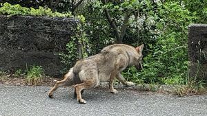 Lombardia selvaggia, dagli orsi ai lupi passando per i cinghiali: convivenze più difficili, crescono timori e danni