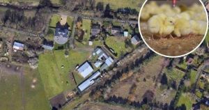 Man revives bid to turn working chicken farm into housing