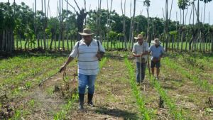 La SAC, la política y el abandono del agricultor
