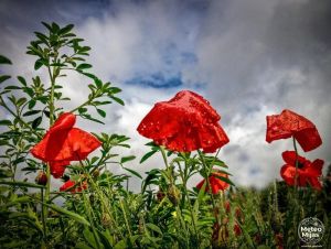 ¿Hasta cuándo la calima y los chubascos en la provincia de Málaga?