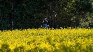 Fiori gialli nei campi, uno spettacolo della primavera: cosa sono, benefici e perché vengono coltivati