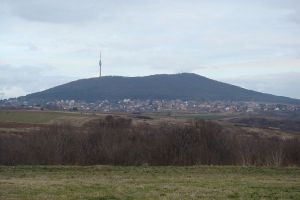 Златна грозница под велом тајне