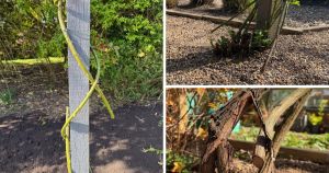 £5,000 reward offered after 'deliberate' attack on historic roses