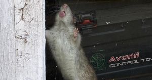 Watch out rats! Call for Pied Piper of Stalham has been answered