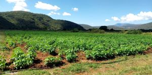 South Africa’s farmers aren’t yet replacing chemical fertilisers with sustainable alternatives – this is why