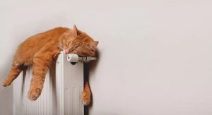 Pillole di sano menefreghismo (Podcast)