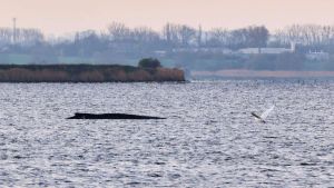 Ein Wal und andere Tiere: Timmy und wir verdienen mehr