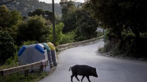 La resistencia a los antibióticos se dispara en jabalíes y animales de granja