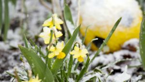 Hvad er forsoning? En balance mellem tilgivelse og retfærdighed