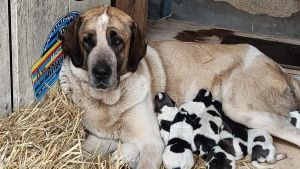 Nacen diez pastores del osu en un parto clave para salvar la única raza asturiana: 