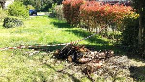 Ivrea, giovani piromani incendiano gli alberi e affumicano i condomini di Bellavista