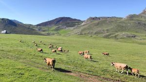 Mieres mueve ficha para recuperar el Puerto Pinos en plena 