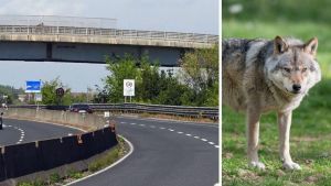 Fi-Pi-Li, testa di lupo appesa al cavalcavia: c'è un secondo caso. Indagini: le prime ipotesi