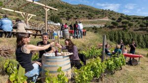 Com pot el sector del vi enfocar millor el futur?