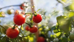 «Mes tomates sont-elles de droite?»