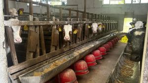 Pasiano, chiama nel cuore della notte il 112: «Venite, ho trovato cinque vitelli morti nella stalla»