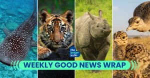 Good News This Week: The Fishermen, Forest Officers & Scientists Bringing India’s Wild Back