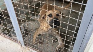 Patnja iza zatvorenih vrata: Šta se dešava sa napuštenim životinjama?