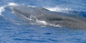 Trump and Hegseth: Modern Ahabs Harming Whales for Oil
