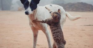 The Clout of Companion Animal Psychology for Dogs and Cats