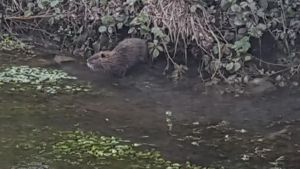 Porcia schiera i cacciatori contro le nutrie: mille euro e un piano per salvare argini e canali