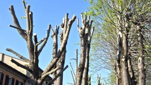 Le potature dei viali diventano un caso «Ora alberi a rischio»