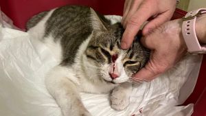 Un gattino viene colpito in fronte da un proiettile, una gatta sparisce: doppio mistero a Melzo