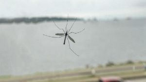 Transbordador espacial