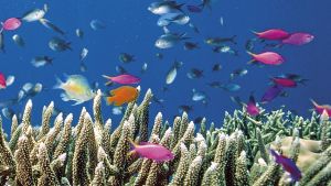 El microbioma del océano