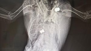 Schock in Meßkirch: Taube mit zwei Projektilen gefunden