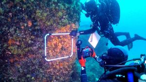 Gaiola, coralli a rischio per gli scarichi fognari: sotto osservazione tre aree