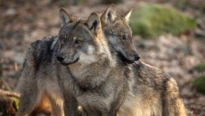 Ora c’è una taglia sui killer di lupi: “Pronti a offrire 8mila euro per stanare i responsabili”