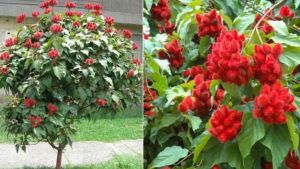 Grow sindoor plant at home: Best tips to get natural red colour and multiple benefits