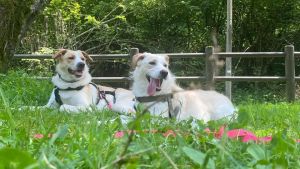 Dalla Sicilia al Friuli, il legame di Zena e Zara: storia delle due cagnoline sorelle che non sanno stare lontane