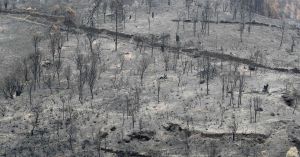 Cuando arde el monte, arde la economía