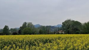 Meteo in Toscana, il cielo color latte: ecco perché oggi il sole non riesce a splendere – Temporali in arrivo