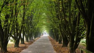 Tre alberi per ogni residente: Mestre supera quota 477 mila