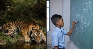 Scientist Explains How One Tiger Can Help Send a Child to School in Rural Bengal